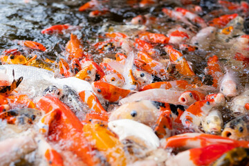 carp fish pond background, colorful background, Fancy carp
