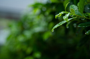 Water on leave background, Green leaf nature
