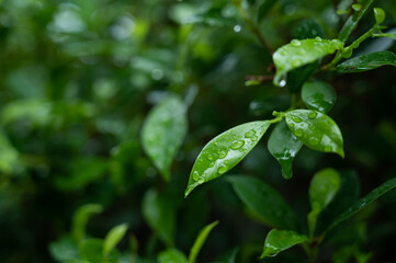 Water on leave background, Green leaf nature , droplet, rainning