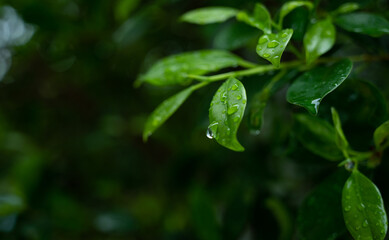 Water on leave background, Green leaf nature , droplet, rainning
