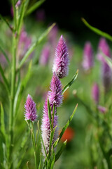 Pretty Purple Flowering Celosia Blossom in a Garden