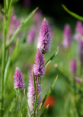 Pink and Purple Feathery Celosia Flower Blossom