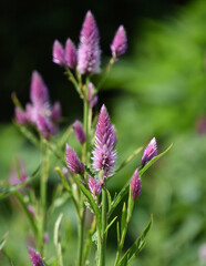 Beautiful Purple Celosia Flower Blossom in a Garden