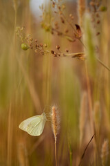 Butterfly (Pieris rapae) resting.
