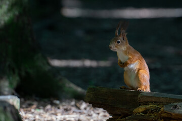 Cute and funny red squirrel is standing still in the sunlight rays with the dark  forest background