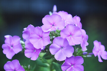 Beautiful Pink Phlox Flower Blossoms Flowering and Blooming