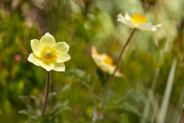 Yellow flower (Pulsatilla alpina).
