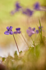Purple flowers
