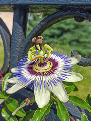 Passiflora caerulea L.