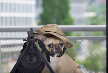 A purebred puppy of French bulldog posing among air-soft ammunition and weapon, looks to the camera...