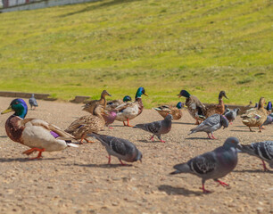 Waterfowl and pigeons walk on the asphalt on the bank near the river