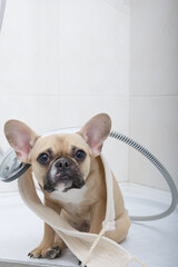 Amazing purebred puppy of french bulldog with funny dark muzzle posing with a washcloth around his neck at the bathroom in a shower cabin and relaxes after a morning toilet. Morning routine