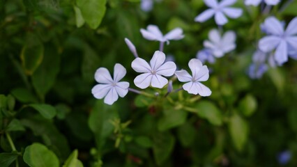 Beautiful flowers of Plumbago auriculata known as the cape leadwort, blue plumbago or Cape plumbago, is a species of flowering plant in the family Plumbaginaceae, native to South Africa