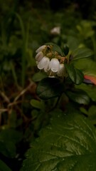cowberry blooming in forest closeup.  Summertime Background for stories and quotes 