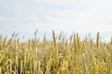 Obraz premium Farmland field with unripe ears of wheat in sunny summer day.