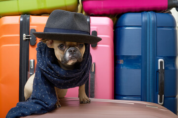 Funny French bulldog with a black muzzle with big ears and eyes sits posing against the background...