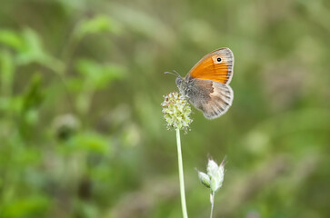 Fototapeta premium Little Hoppy Fairy butterfly (Coenonympha pamphilus) on plant