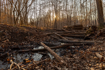 Abendstimmung am Thalersee in Graz mitten im Wald mit umgestürzten Bäumen