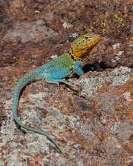 Naklejka na ściany i meble Male Eastern Collared Lizard