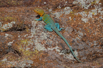 Male Eastern Collared Lizard
