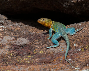 Male Eastern Collared Lizard