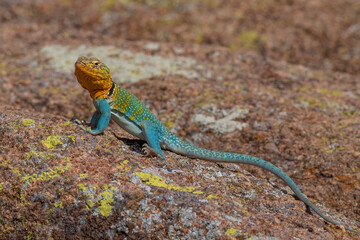 Male Eastern Collared Lizard