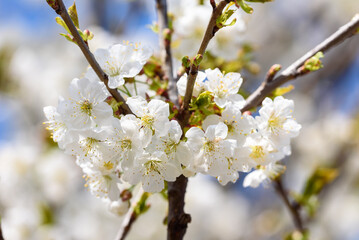 View of white blossoms on the branch of a cherry tree in early spring.