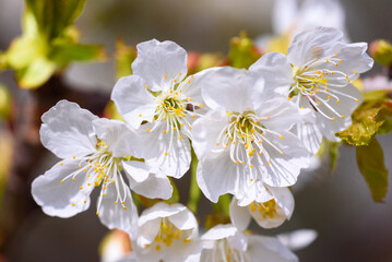 View of white blossoms on the branch of a cherry tree in early spring.