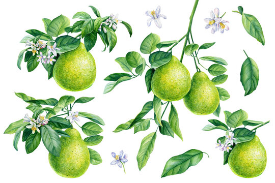 Set branch of citrus on an isolated white background, botanical watercolor illustration, pomelo fruit