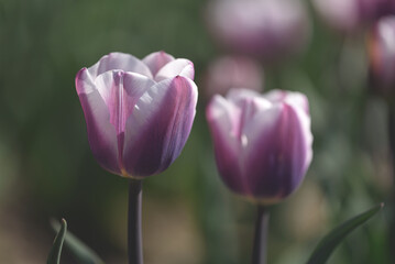 Side view of two Librije Tulips with white and violet petals in a field of flower crops against a blurred background