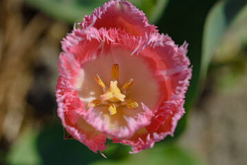 Top view of a blooming pink tulip with fringed petals and yellow pistils.