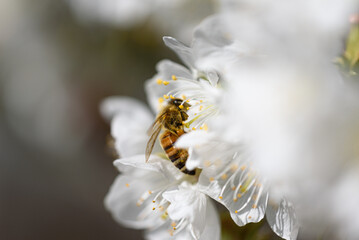 View of a bee looking for nectar in spring among the white flowers of a tree.