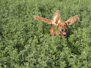 happy dog cocker spainel in the green grass field