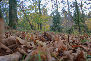 fallen tree in the forest