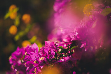 Fototapeta na wymiar Bright lilac petals of bougainvillea close-up macro shot, beautiful nature background