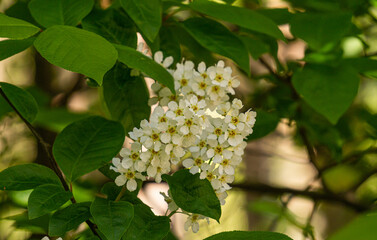 Close-up of shadberry flowers. Flowering in spring.