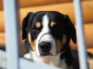 portrait of a dog
