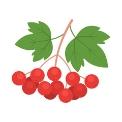 Guelder rose branch isolated on white background. Viburnum opulus, red kalyna or guelder-rose berries with leaves icon. National symbol of Ukraine. Vector fruit illustration in flat style.