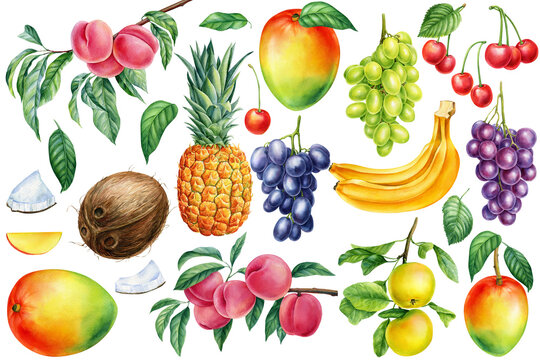 Set ripe fruits, orange, banana, coconut, sweet, mango, grapes, pomegranates and pineapple. Watercolor illustration