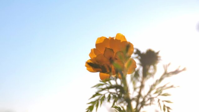 yellow flower of adonis siberian in the rays of the sun against the sky. light wind sways a flower in the wild. close-up, spring blooming. slow motion. blurry foreground.