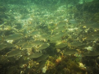 Palamos, Cataluña, España