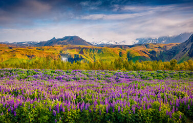Splendid summer scene of blooming lupine flowers with  waterfall Skogafoss on background. Picturesque morning view of south Iceland, Europe. Beauty of nature concept background.