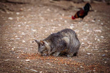 Szary kot siedzi i je suchą karmę. Dookoła spacerują kury.