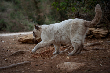 Naklejka na ściany i meble Bezdomny kot syjamski spaceruje po lesie.