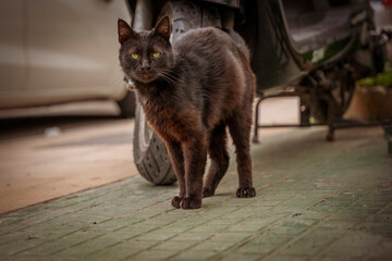 Bezdomny, wyliniały czarny kot stoi przy motorze. - obrazy, fototapety, plakaty