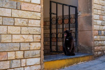 Czarny kot siedzi w bramie i ziewa.