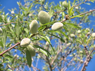Almonds grow on the tree in spring