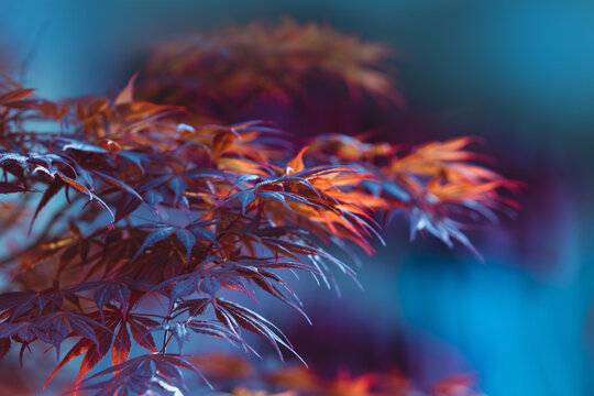 Abstract Japanese maple leaves. Vibrant red and orange maple leaves close up. Tree branches with bright foliage on a blue blurred background. Seasonal wallpaper