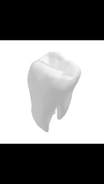 Rotating view of isolated 3D tooth. Vertical 3D 4K.