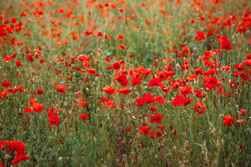 Red poppy flowers on the field